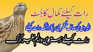 Batair Ki Awaz | Best Common Quail Sound For Night | رات کے لیے بٹیر کی بہترین آواز | Mooty Batair