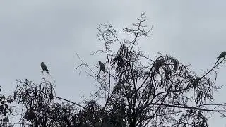 Nature&rsquo;s Alarm: Beautiful Morning Parrot Sounds ,#parrot ,#parrots #parrotsounds,#birds,#birdsounds
