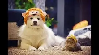 China's Pet Economy Boom