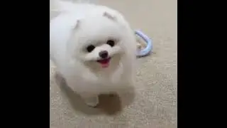 cute little pet video #shorts #animal #backtobasis #Animal lover {love is life }