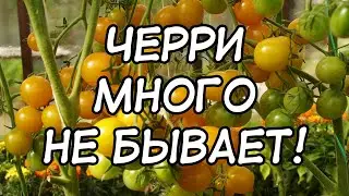 Урожайный и сладкий сорт томатов черри! Томат Жёлтый черри с картофельным листом