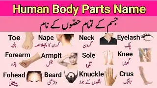 Body Parts Name in English and Urdu with Pictures | Learn English Vocabulary for Beginners