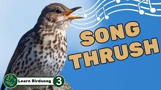 Song Thrush Bird Song : How to Identify (Lesson 3)