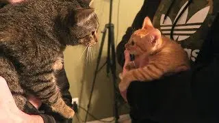 DUDE THE CAT MEETS DUDETTE THE CAT!! (New Kitten)