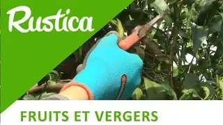 La taille des agrumes
