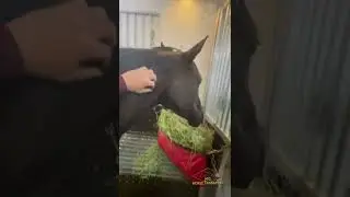 Horses traveling long distance in style. MG Horse Transport