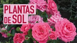 PLANTAS de SOL pra PAISAGISMO: lavanda, SUCULENTAS e MUITAS FLORES