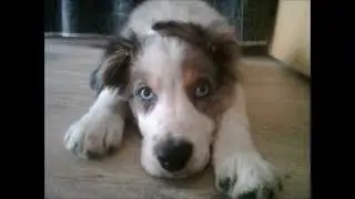 chien fou