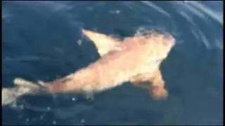 TOM SHARK