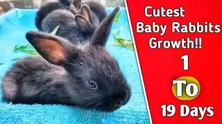 Animals Growth Time lapse | Baby rabbits grow up