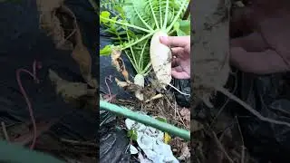 大根収穫！ #short #shorts #ショート #ショート動画 #家庭菜園 #畑 #野菜 #趣味 #野菜作り #農業 #菜園 #生活 #大根
