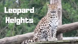Leopard Heights at Yorkshire Wildlife Park