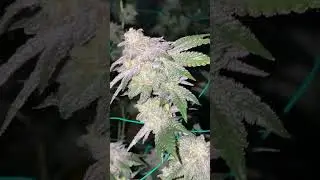 CANDY FUMEZ (zkittlez x sherbanger) bred by Boston Roots Seed Co. #organic #flowers