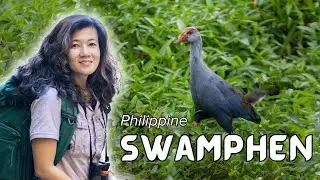 #BirdsofthePhilippines: Philippine Swamphen (𝘗𝘰𝘳𝘱𝘩𝘺𝘳𝘪𝘰 𝘱𝘶𝘭𝘷𝘦𝘳𝘶𝘭𝘦𝘯𝘵𝘶𝘴)