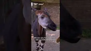 Okapi conservation - Conservation HQ - Episode 9