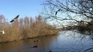 Somosen Lake Ep.4 |Sound of Nature| Ballerup, Denmark