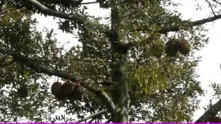 Musim Panen Durian Bido khas Wonosalam - NET12