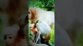 🐒🐵🌍☀️🌴 Baby Monkey Albert 🐒& Mom 🐵 Ally 🐒🌴☀️🌍🗺️🗾🐵🐒🌴☀️🌍🗺️🗾✨⭐✨🌴☀️🌍🗺️🗺️🐒🐵⭐✨🌴🐒🐵☀️🌍🗺️🗾