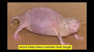 Naked mole rat a fascinating creature