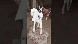@gurjargoatfarmhouserajawas gurjari nasal quality top class kid's 💝💥#babygoat #yt #goatkid #king