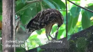 Birding in Singapore-Buffy Fish Owl Family. Sharing my observation.