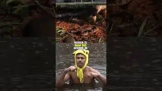 Dag 262: De Mangoest vecht met de meest giftige slangen 🐍 ter wereld en overleefd het keer op keer!