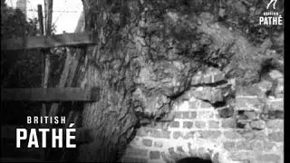 Tree And Well Aka Chilham Issue Title Is Mind The Doors (1938)