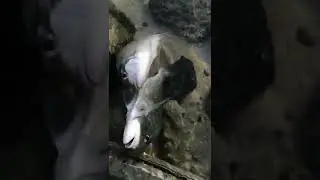 My Morning Catch every Saturday here in UAE