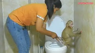Adorable Monkey Kako Walking Carry Towel To Change Diaper In Toilet