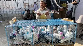 Lalukhait kabotar market latest update! Karachi biggest pigeons market latest update 11 January 2026