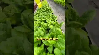 Grow Organic Lettuces in UAE 🇦🇪 #farming #agriculture #sustainability #greenhouse #food