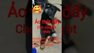 ch&uacute; ch&oacute; duy nhất tr&ecirc;n thế giới biết nhảy (dog) #xh #lvn