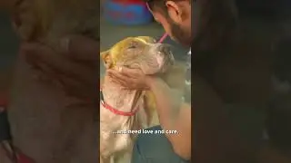 Tough man Vs Tough dog #shorts