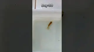 Goldfish Fry Growth👆 ( from 5th to 30 days)🥰🤩 #shorts