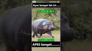 singa vs kuda nil #animal #viral #wildlife