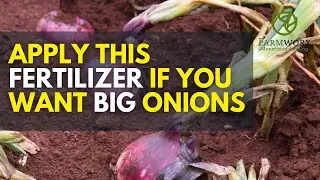 Лучшее удобрение для репчатого лука | Onion Nutrition