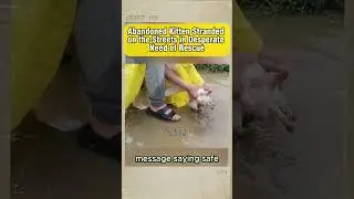Abandoned Kitten Stranded on the Streets in Desper #CatRescue #RescueCat #SaveTheCats