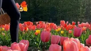 Tulipani Euganei Torreglia