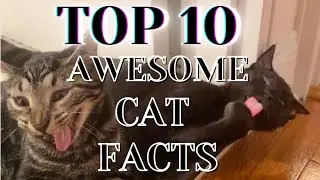 TOP 10 AWESOME CAT FACTS.