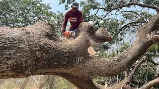 Fast and easy ‼️ Stihl ms881, Cut down 3 trembesi trees in the rice field.