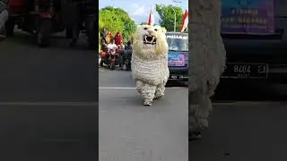 CAN MACANAN SALTO ‼️🔥✌ #shorts #canmacanan #barongan #atraksi