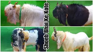 Shoeb London’s Kota Collection at JD Goat Farm Mumbai