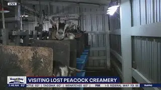 Visiting Lost Peacock Creamery | FOX 13 Seattle