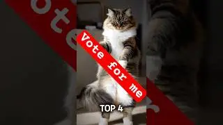 Cats Going Wild to THE BASS Drop &ndash; Hilarious Dancing Cats Compilation! 😹💥