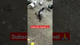 🕊️ कबूतर का बच्चा तकलीफ में है ||🥺#short #ytshorts #kabootar #ytshortsvideo #short