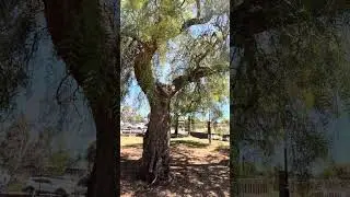 Maddingley Park Bacchus Marsh  Jan 2026 #victoria #australia