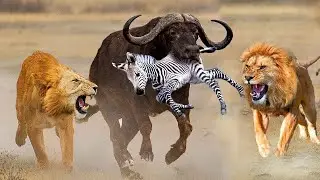 STRUGGLE FOR SURVIVAL   Amazing Zebra And Buffalo Try To Escape From Lion Hunting