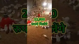 Cost and income in raising 100 chickens, poultry business ideas, farming business ideas, #shorts ...
