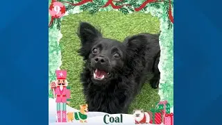 12 Strays of Christmas 2025: Meet Coal