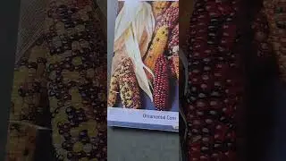 #seeds at reasonable price... ornamental corn seeds...